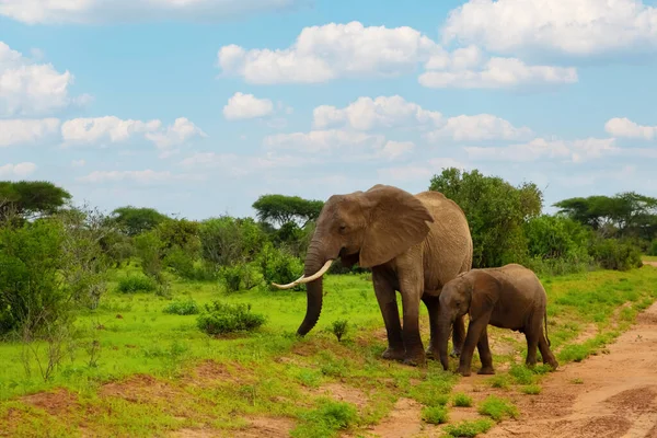 Женщина Слон Ребенок Проходят Через Национальный Парк Амбосели Африке — стоковое фото