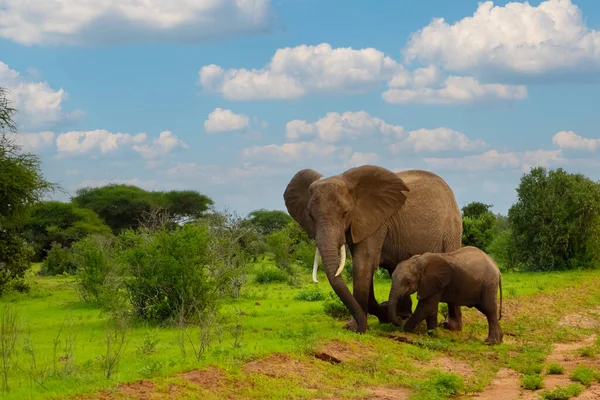 Elefantendame Und Ihr Baby Beim Spaziergang Durch Den Amboseli Nationalpark — Stockfoto
