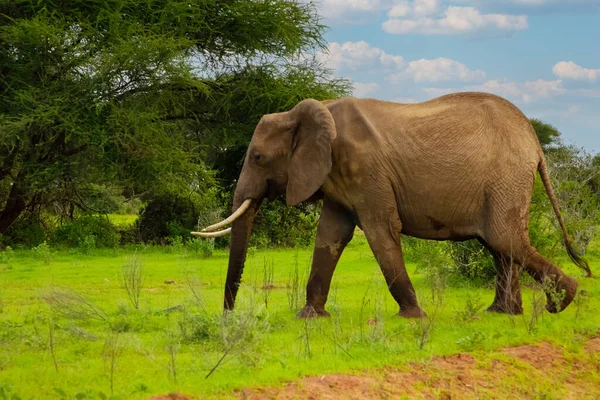 Μεγάλος Ελέφαντας Διασχίζει Δρόμο Της Καφέ Άμμου Ένα Θάμνο — Φωτογραφία Αρχείου