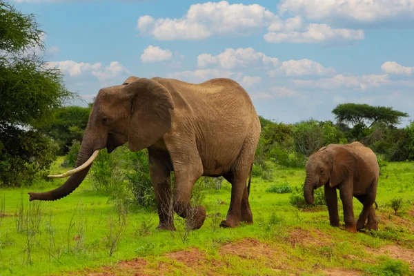 Женщина Слон Ребенок Проходят Через Национальный Парк Амбосели Африке — стоковое фото