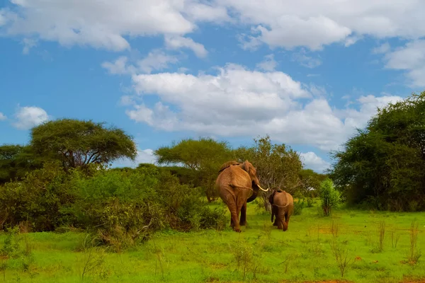 アフリカのアンボゼリ国立公園を歩く女性象と彼女の赤ちゃん — ストック写真