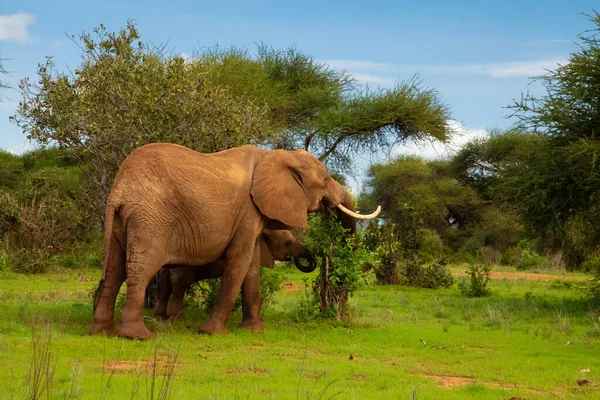 アフリカのアンボゼリ国立公園を歩く女性象と彼女の赤ちゃん — ストック写真