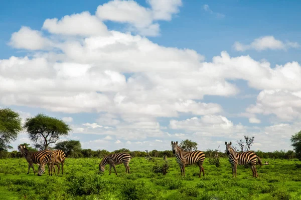 Várias Zebras Habitat Natural Grama Parque Nacional Quênia Cena Vida — Fotografia de Stock