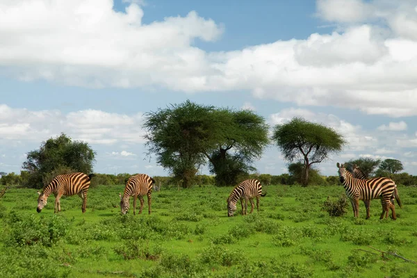 草の自然生息地 ケニア国立公園内のいくつかのゼブラス アフリカの自然からの野生動物のシーン — ストック写真