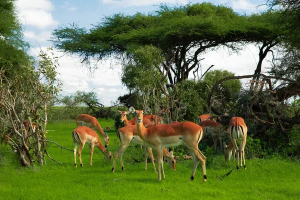 Savannah Landschap Zonsondergang Zuid Afrika Bush Savannah Landschap Grant Gazelle — Stockfoto