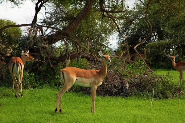 Savannah Landschap Zonsondergang Zuid Afrika Bush Savannah Landschap Grant Gazelle — Stockfoto