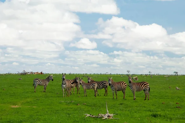 Несколько Зебр Естественной Среде Обитания Травы Национальный Парк Кении Сцена — стоковое фото