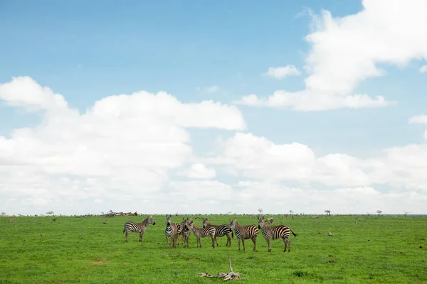 케냐의 공원인 풀밭에서 마리의 얼룩말 동물의 아프리카의 — 스톡 사진