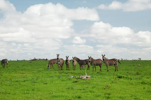 Několik Zebry Travnatém Přírodním Stanovišti Národní Park Keni Divoká Příroda — Stock fotografie