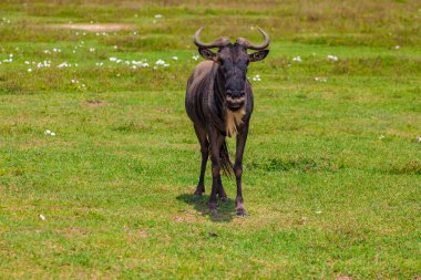 Mavi antilop (Connochaetes taurinus) yaygın antiloplar, beyaz sakallı antiloplar veya doğaya getirilmiş yosunlar.