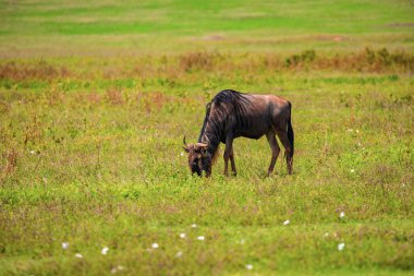 Mavi antilop (Connochaetes taurinus) yaygın antiloplar, beyaz sakallı antiloplar veya doğaya getirilmiş yosunlar.