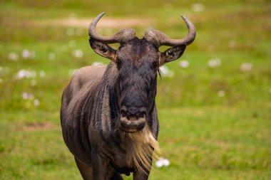 Mavi antilop (Connochaetes taurinus) yaygın antiloplar, beyaz sakallı antiloplar veya doğaya getirilmiş yosunlar.