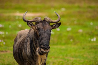 Mavi antilop (Connochaetes taurinus) yaygın antiloplar, beyaz sakallı antiloplar veya doğaya getirilmiş yosunlar.