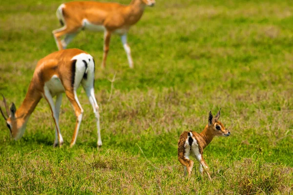 格兰特的雌性羚羊在大自然栖息地的草地上产下了新生的幼崽 — 图库照片