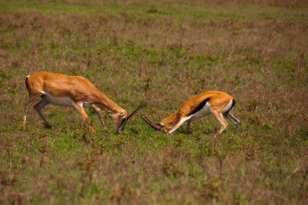 Twee Mannelijke Grant Gazelle Duelleren Een Groene Weide Hun Natuurlijke — Stockfoto