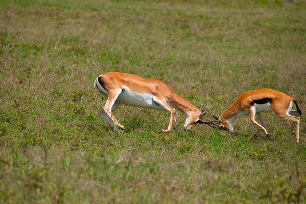 Dois Machos Gazela Grant Duelo Prado Verde Seu Habitat Natural — Fotografia de Stock