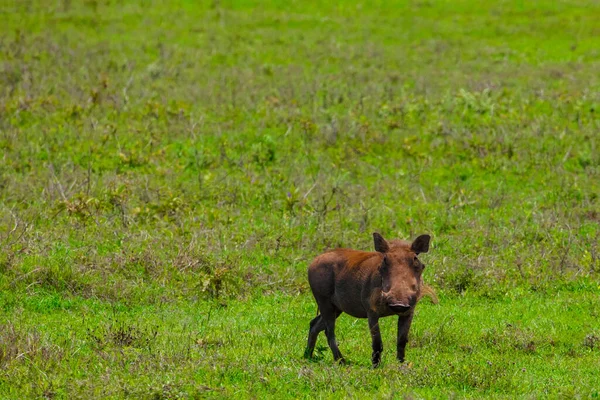 Warthog Commun Dans Nature Sauvage Regardant Caméra — Photo