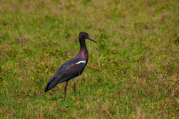 stock image Abdim's Stork - Ciconia abdimii White-bellied Stork a stork belonging to the family Ciconiidae in nature