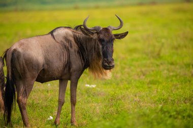 Mavi antilop otlaktaki kameraya bakıyor. Gerçek doğada, boynuzlu gerçek bir antilop.