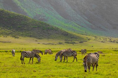 Zebra otların arasında doğa habitatında, Tanzanya Ulusal Parkı. Vahşi yaşam sahnesi, Afrika Ngorongoro rezerv krateri.