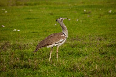 Kori bustard Tanzanya savanasındaki en büyük uçan kuşlardan biri..