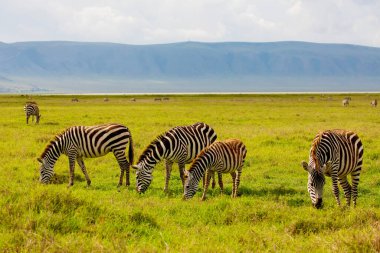 Zebra otların arasında doğa habitatında, Tanzanya Ulusal Parkı. Vahşi yaşam sahnesi, Afrika Ngorongoro rezerv krateri.
