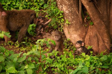 Zeytin babunu (Papio anubis), Tanzanya 'daki Cercopithecidae familyasından Anubis babunu olarak adlandırılır. Fanny ailesi.