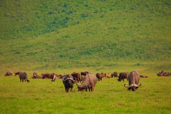 stock image Cape buffalo (Syncerus caffer) standing in a field of dried grasses in african national park Ngorongoro