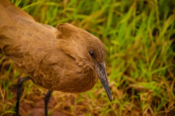 stock image Hamerkop (Scopus umbretta) foraging on river bank very clouse up in real areal wild nature