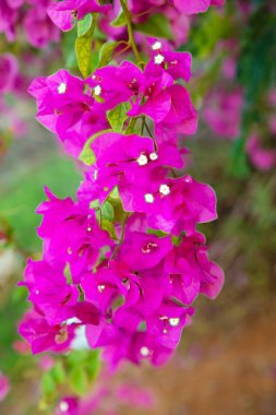 Yaz mevsiminde Bougainvillea çiçekleri ve bougainvillea bitkisi ağacı. Magenta bougainvillea çiçekleri.