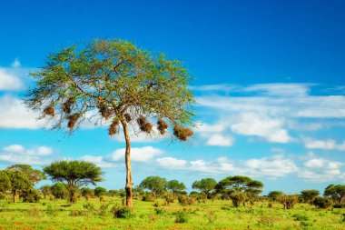 Afrika 'da hayvanlar, ağaçlar ve dağlarla dolu güzel bir manzara.