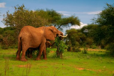 Dişi Fil ve bebeği Afrika 'daki Amboseli Milli Parkı' nda yürüyor..