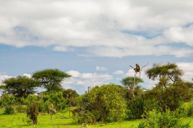 Afrika 'da hayvanlar ve ağaçlarla dolu güzel bir manzara. Zeytin babunu ağaçta oturuyor.