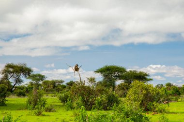Afrika 'da hayvanlar ve ağaçlarla dolu güzel bir manzara. Zeytin babunu ağaçta oturuyor.
