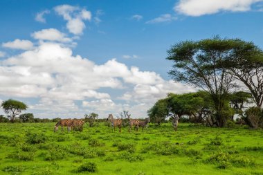 Çimen doğa habitatında birkaç Zebra, Kenya Ulusal Parkı. Afrika 'da vahşi yaşam sahnesi.