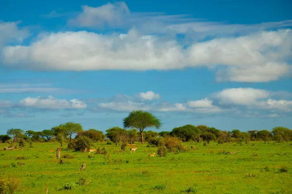 Schöne Landschaft Mit Tieren Bäumen Und Bergen Afrika — Stockfoto