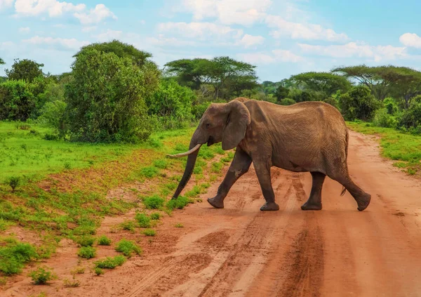 茂みの中の茶色の砂の道を横切る大きな象 — ストック写真