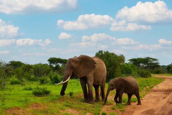 Elefantendame Und Ihr Baby Beim Spaziergang Durch Den Amboseli Nationalpark — Stockfoto