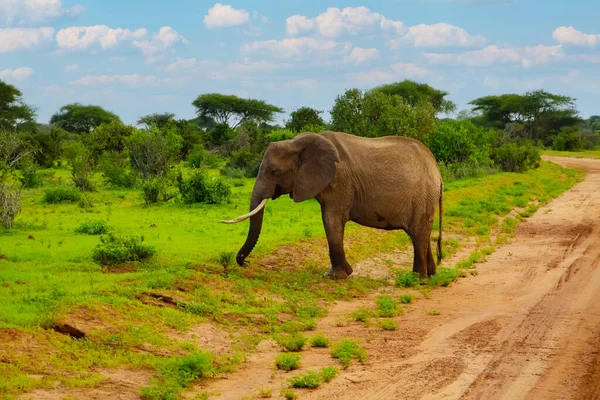 Big Elephant Crossing Brown Sand Road Bush — Stock Photo, Image