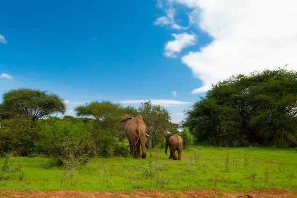 Elefante Femmina Suo Bambino Passeggiano Nel Parco Nazionale Amboseli Africa — Foto Stock