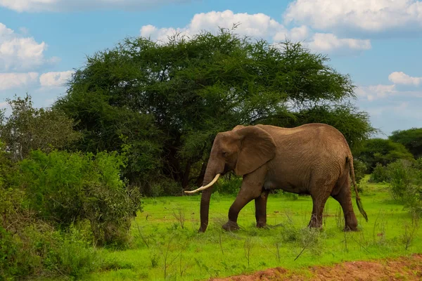 Grande Elefante Atravessando Estrada Areia Marrom Arbusto — Fotografia de Stock