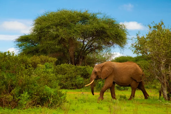 Großer Elefant Überquert Braune Sandstraße Gebüsch — Stockfoto
