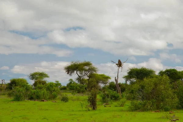 Hermoso Paisaje Con Animales Árboles África Babuino Olivo Sentado Árbol — Foto de Stock