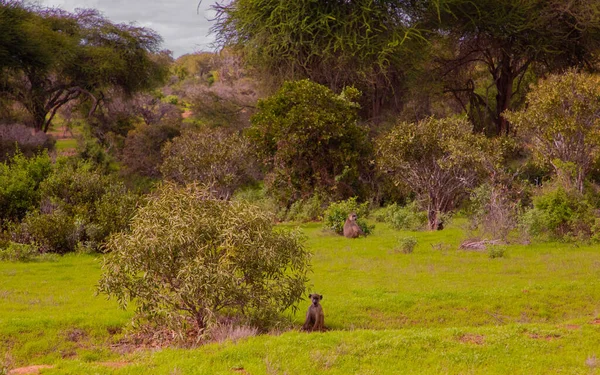 Affe Auf Dem Baum Tiere Freier Wildbahn Landschaft Bei Sonnenuntergang — Stockfoto