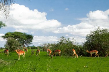 Güney Afrika 'da Savannah' da gün batımı. Grant 'in Savannah' daki ceylanı.