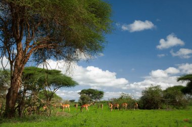 Güney Afrika 'da Savannah' da gün batımı. Grant 'in Savannah' daki ceylanı.