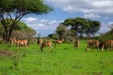 Güney Afrika 'da Savannah' da gün batımı. Grant 'in Savannah' daki ceylanı.