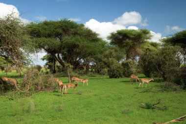 Güney Afrika 'da Savannah' da gün batımı. Grant 'in Savannah' daki ceylanı.