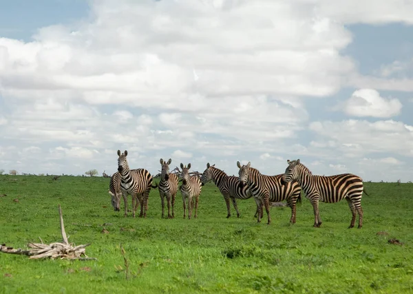 Kilka Zebr Trawiastym Środowisku Przyrodniczym Park Narodowy Kenia Scena Przyrodą — Zdjęcie stockowe