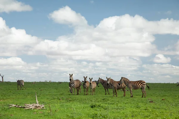 Несколько Зебр Естественной Среде Обитания Травы Национальный Парк Кении Сцена — стоковое фото